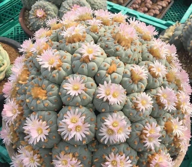 无刺仙人球, 多肉, 春夏季开花