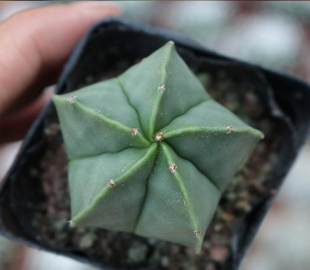 十种常见的, 无刺仙人球, tenan