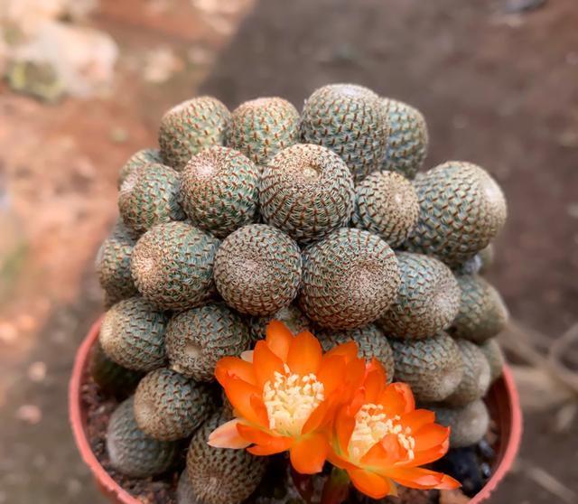 原产北美洲, src